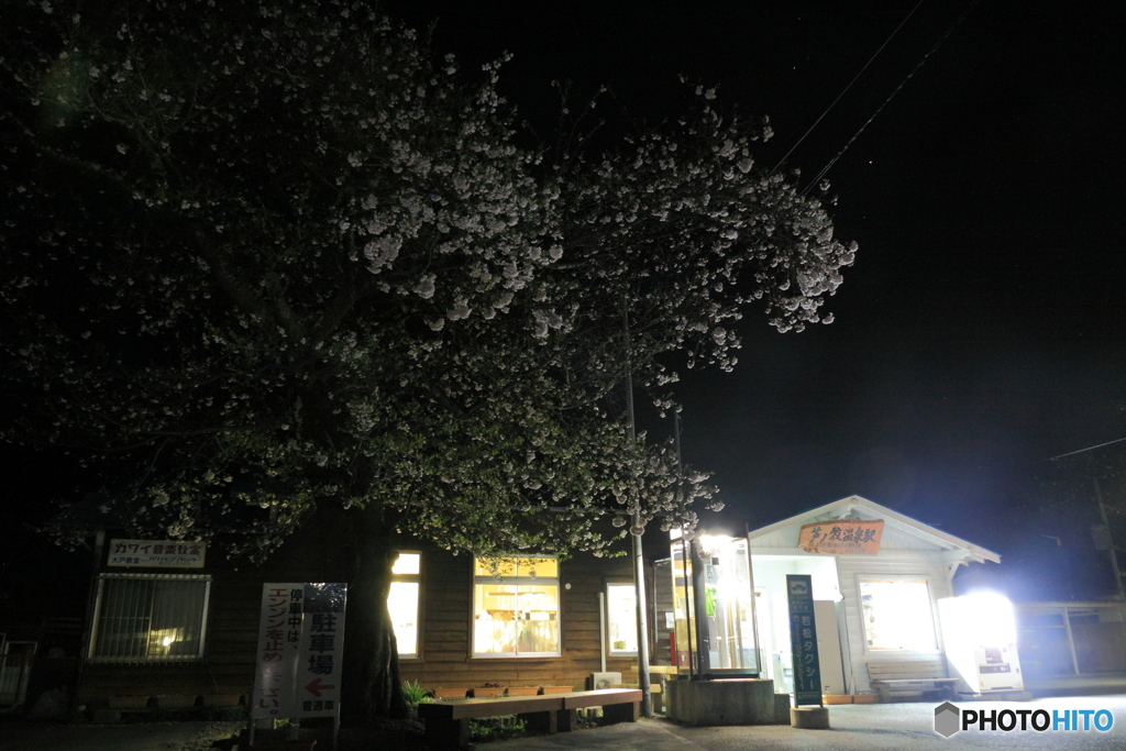 芦ノ牧温泉駅 夜桜