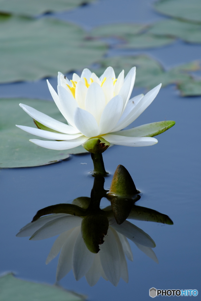 Water lily Reflection