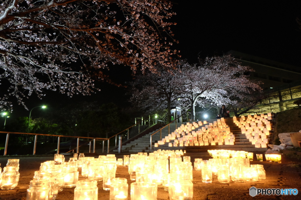 夜桜キャンドルナイト