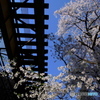 桜と線路