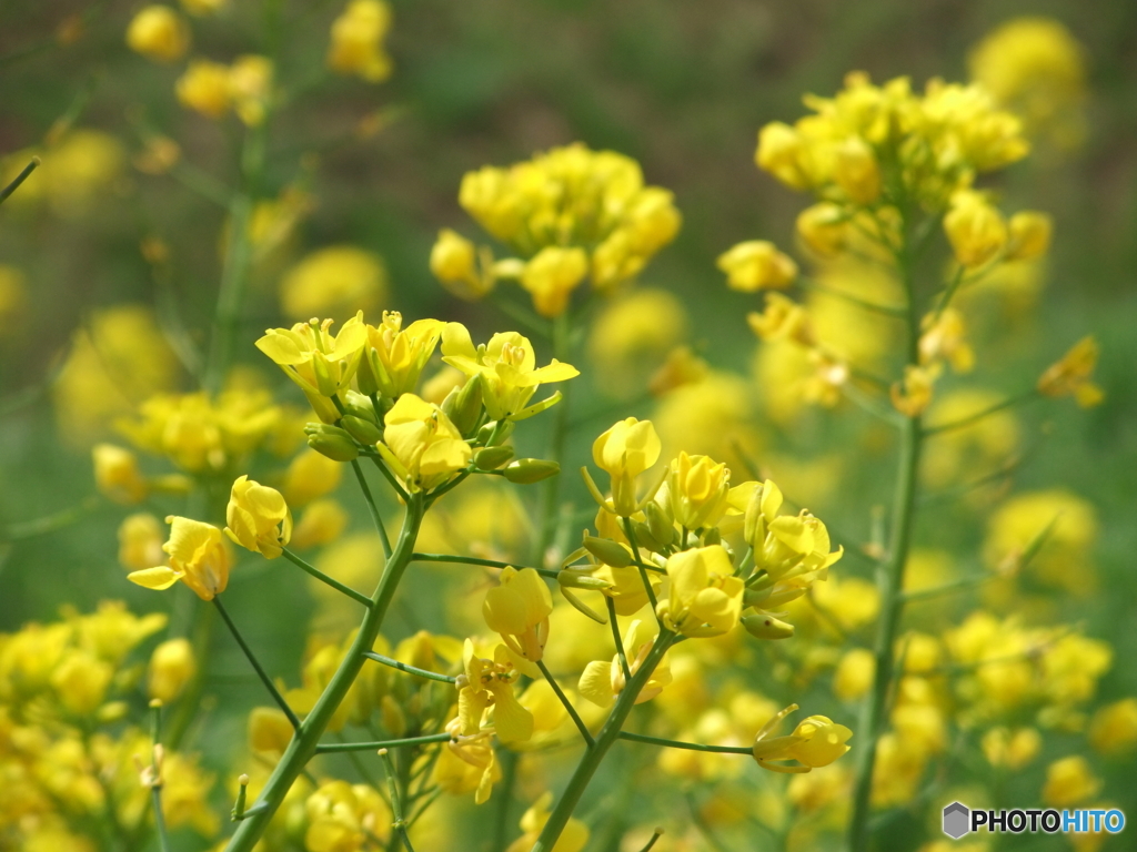 ♪菜の花♪菜の花♪