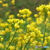 ♪菜の花♪菜の花♪