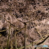 繚乱桜