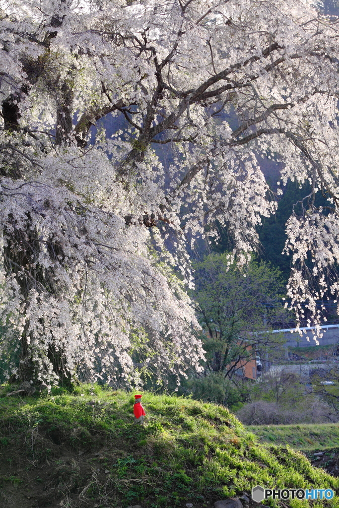 地蔵桜