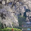 地蔵桜