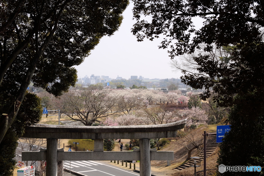 茨城県護国神社から千波湖を望む