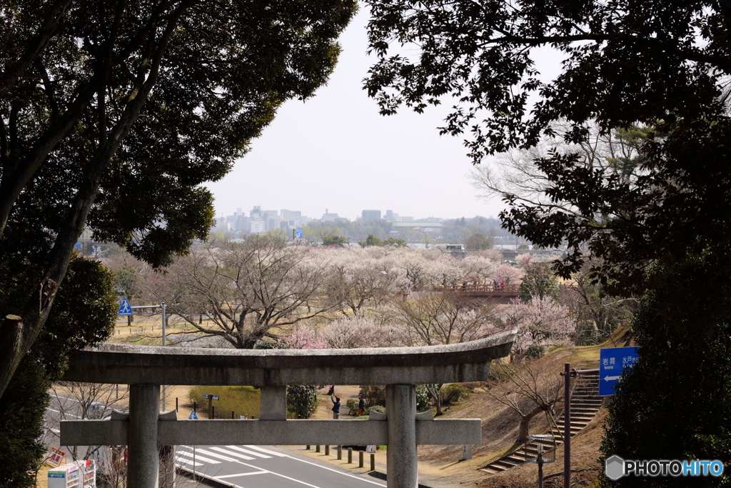 茨城県護国神社から千波湖を望む
