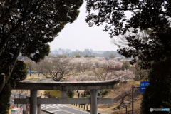 茨城県護国神社から千波湖を望む