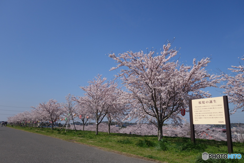 桜堤