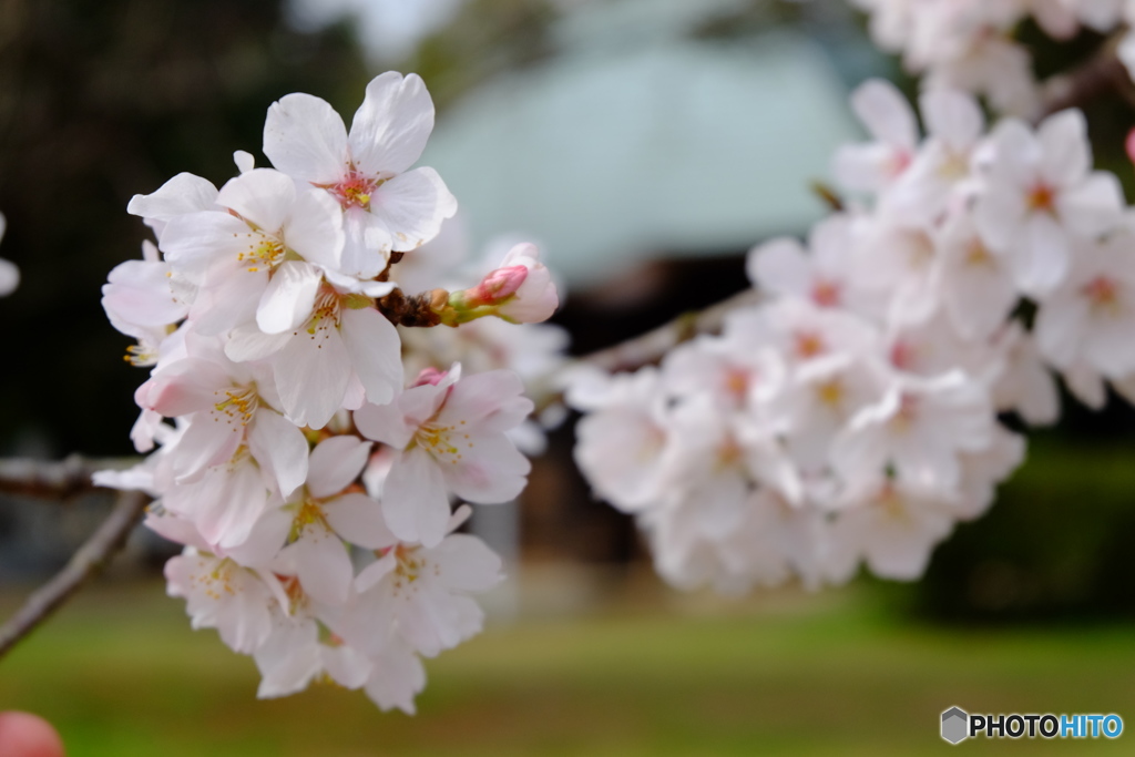 里の桜