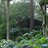 幽谷の紫陽花