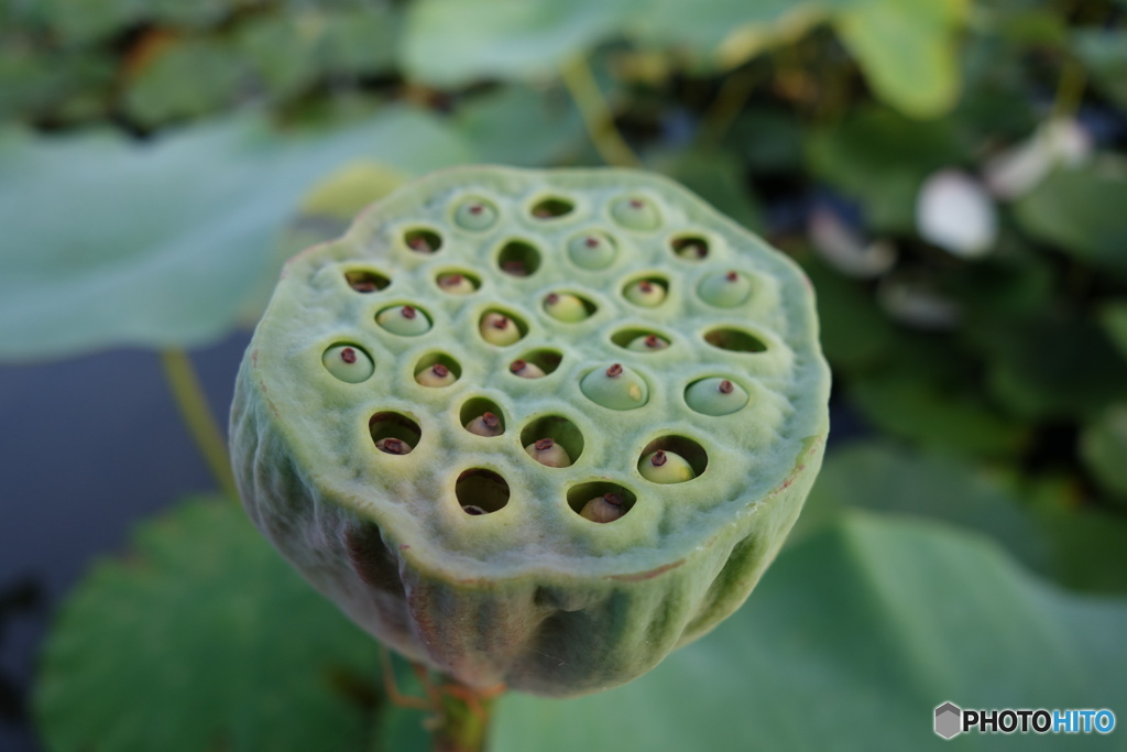 古代ハスの種