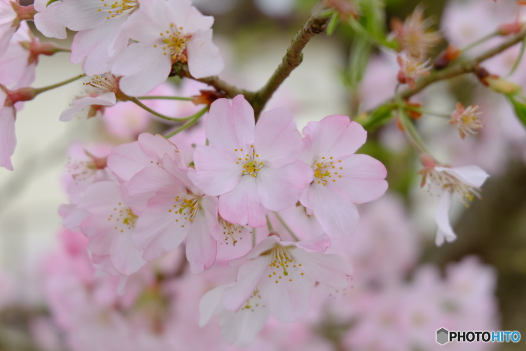 ピンクの桜