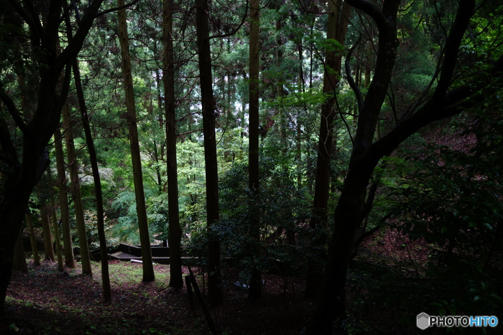 森の階段
