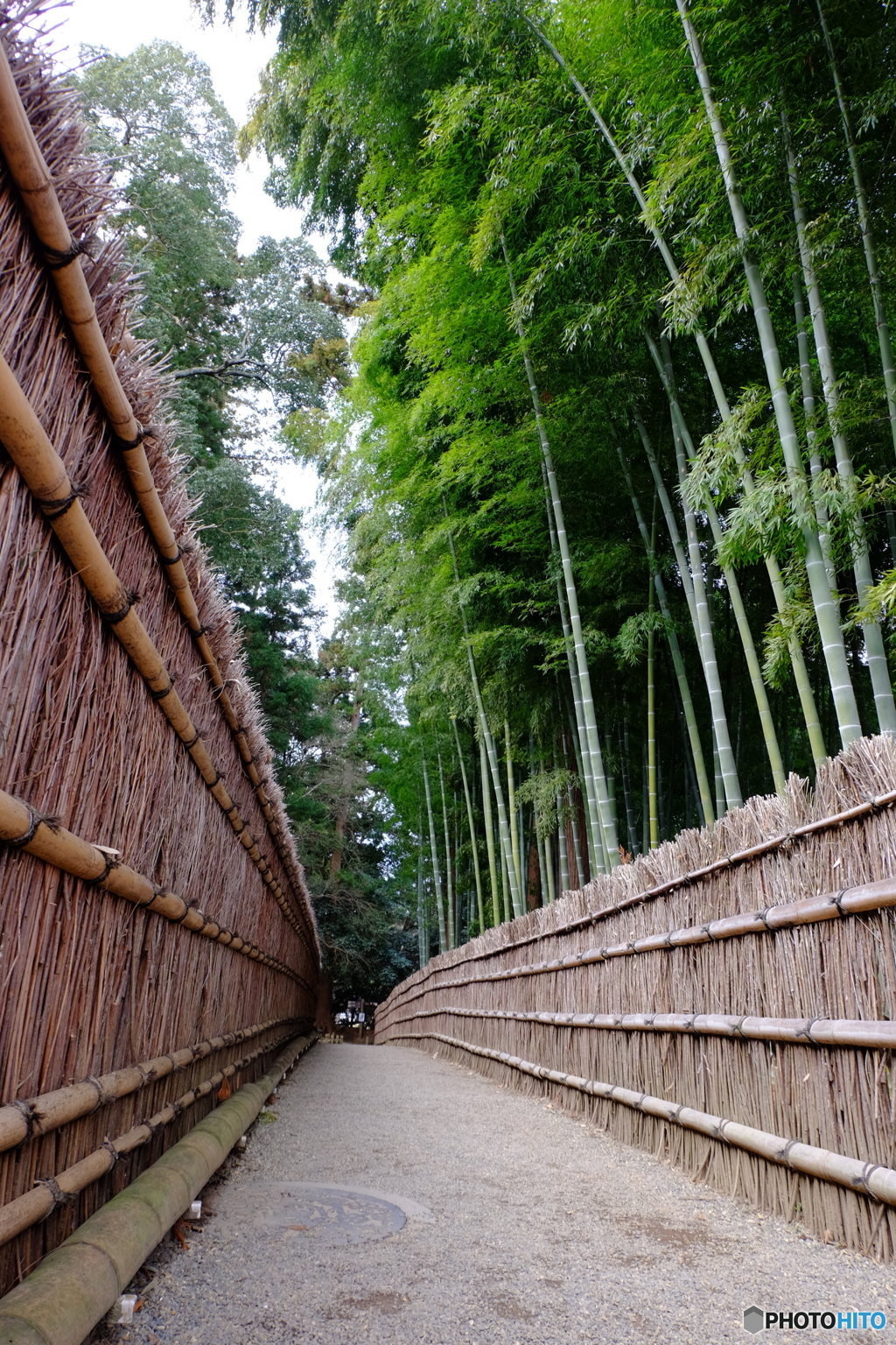 偕楽園 竹林