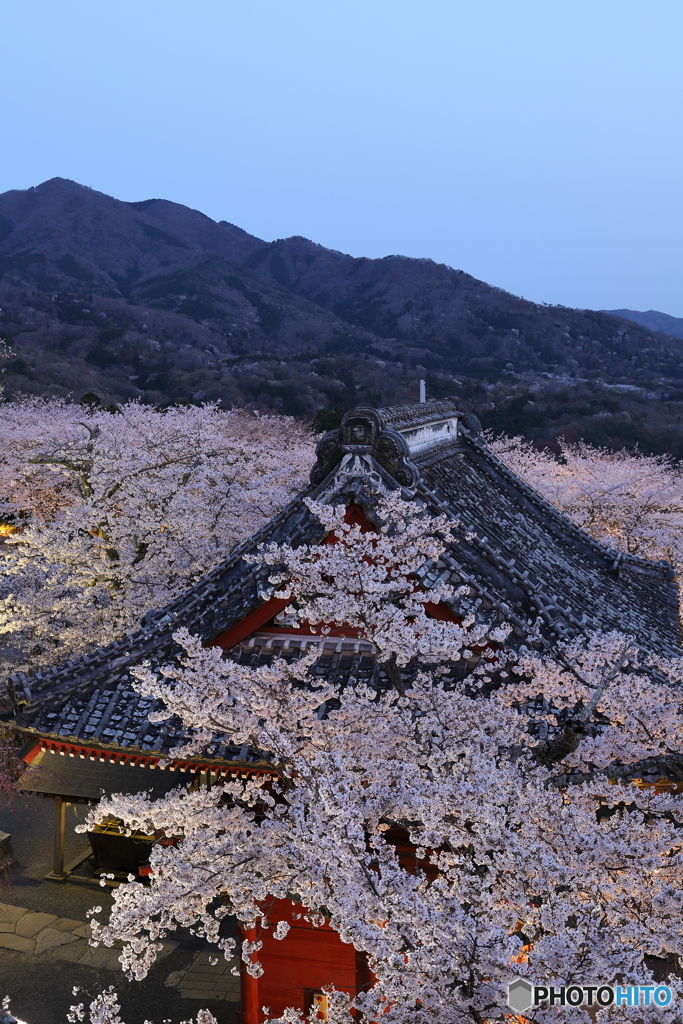 雨引山 仁王門の桜