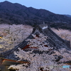 雨引山 仁王門の桜