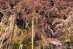 夜桜繚乱
