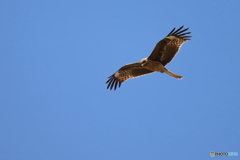 鵜の目鷹の目鳶の眼