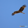 鵜の目鷹の目鳶の眼