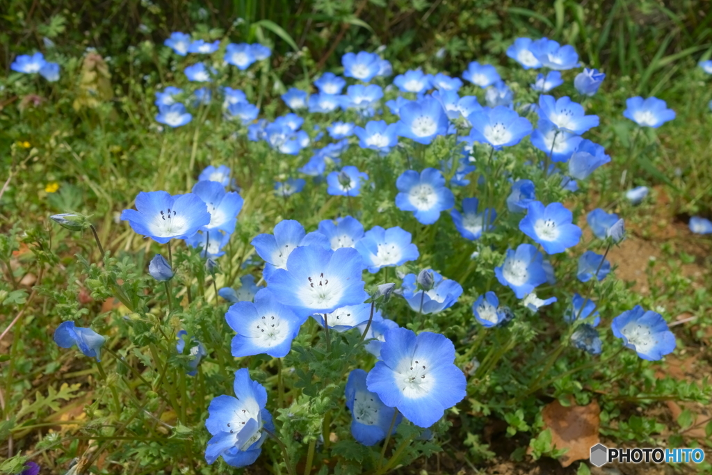 ネモフィラの花