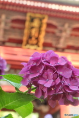 雨引観音 紫陽花