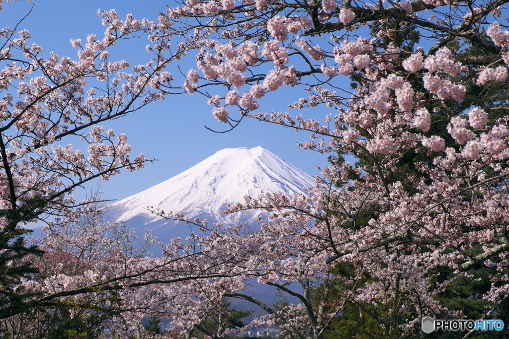 桜と富士