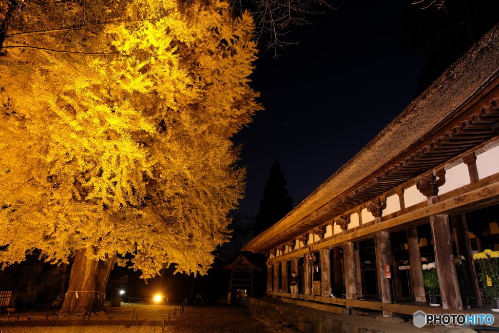 新宮熊野神社長床の大イチョウ