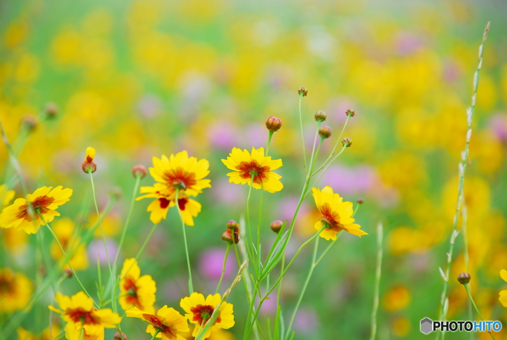 河川敷の花