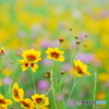 河川敷の花