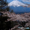 富士と桜吹雪
