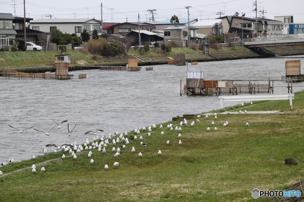 蟹田川 シロウオ漁