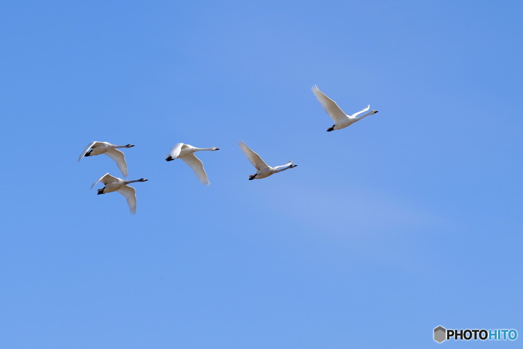 白鳥飛来