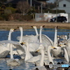 白鳥さん大騒ぎ