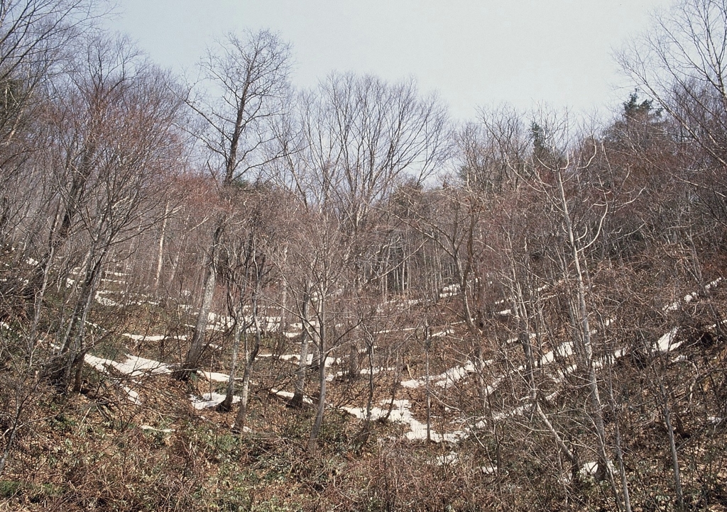 吾妻山麓の残雪