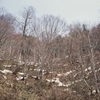 吾妻山麓の残雪