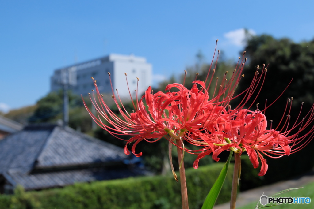 我が町の彼岸花