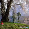 桜とお地蔵さん