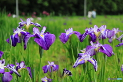 牛久市観光アヤメ園