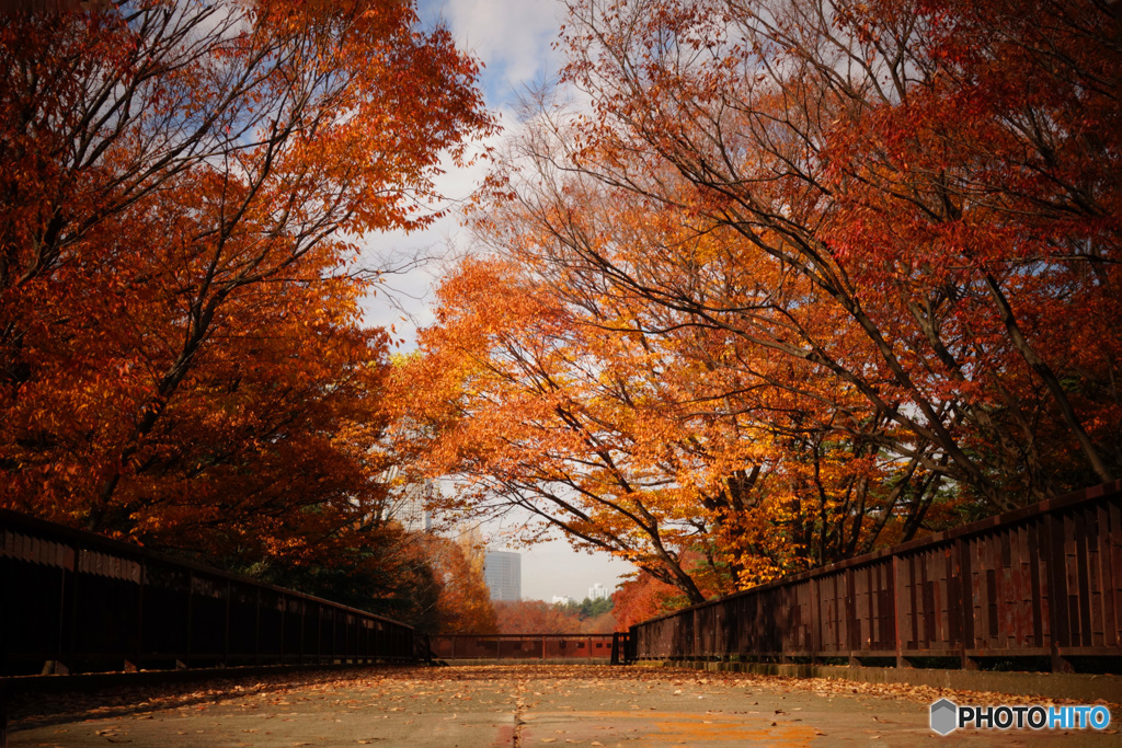 代々木公園の紅葉