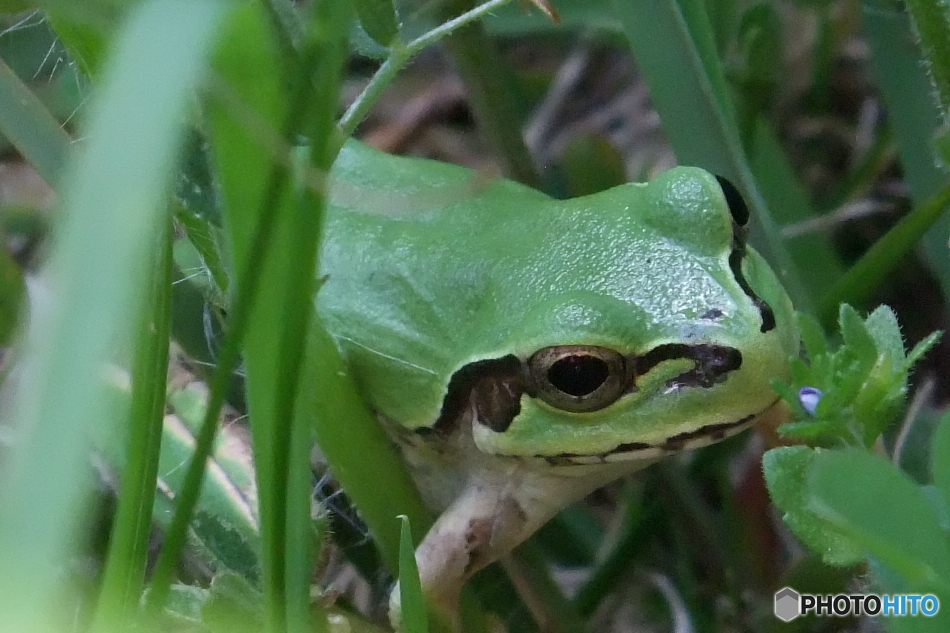 カエルさん