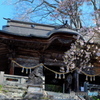 圓藏寺の春