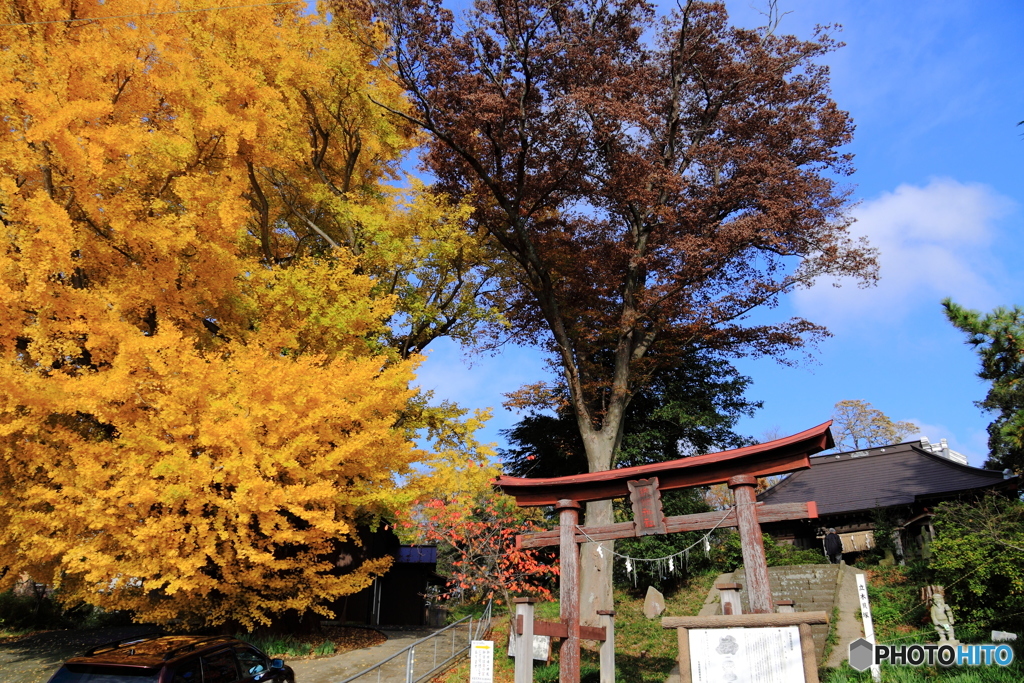 蛟蝄神社 大銀杏