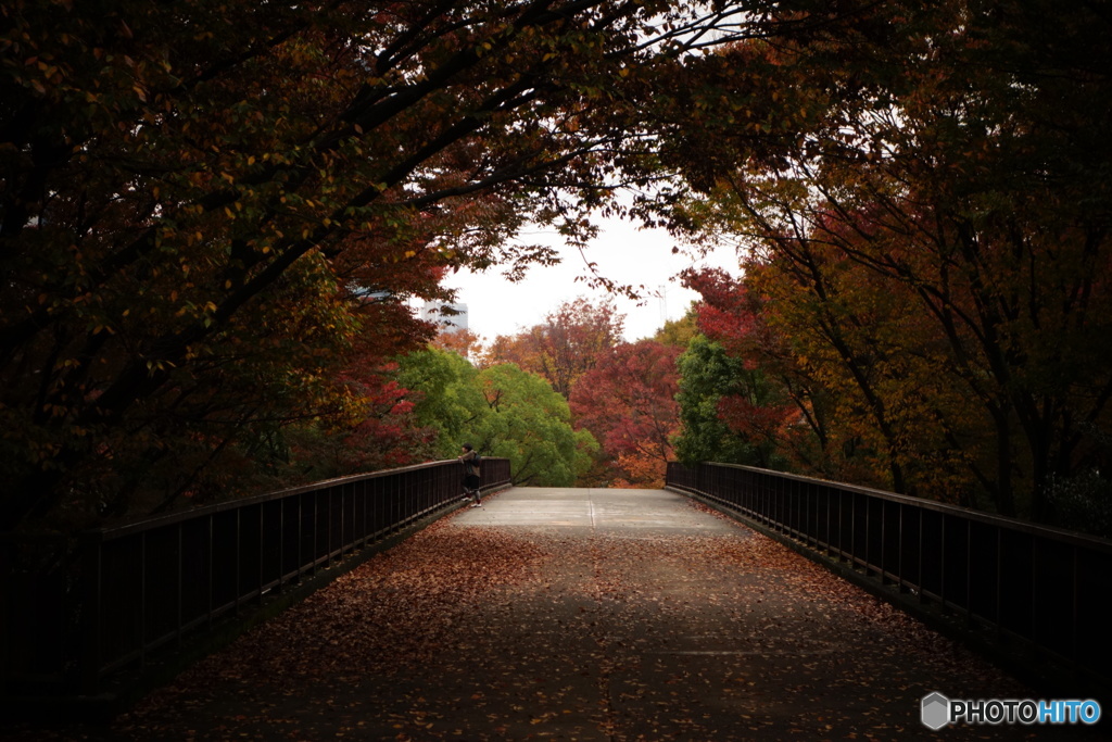 秋の公園