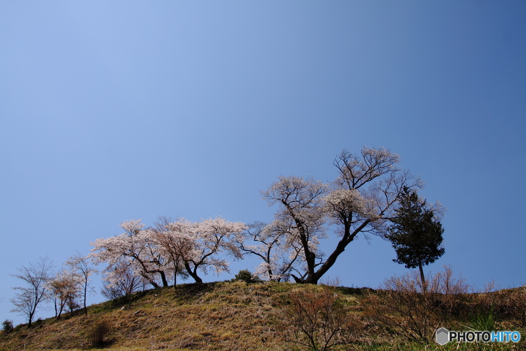 江竜田の種蒔き桜