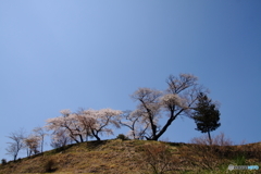 江竜田の種蒔き桜