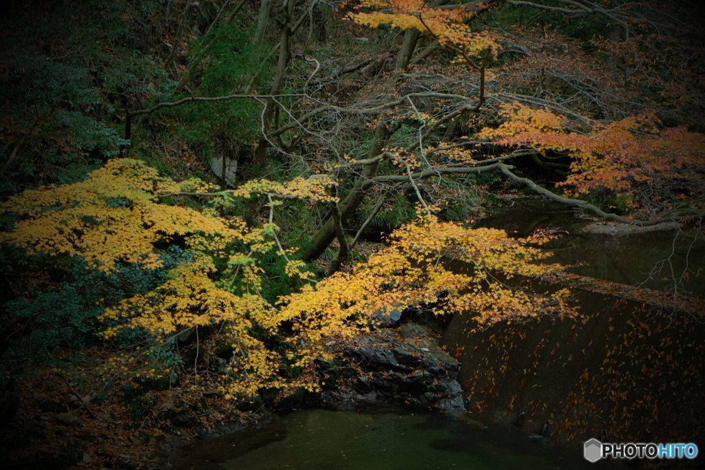 紅葉の花貫渓谷1