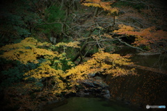 紅葉の花貫渓谷1