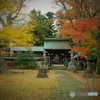 紅葉の若宮八幡宮