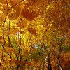 Autumn Leaves